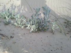 Senecio crassiflorus