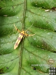 Stathmopoda fusciumeraris