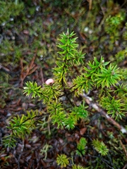 Leptecophylla juniperina