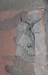 Syssphinx heiligbrodti