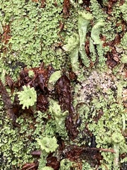 Cladonia digitata