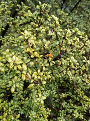 Coprosma pseudocuneata