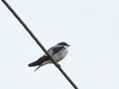 Tachycineta albiventer