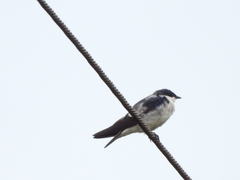 Tachycineta albiventer
