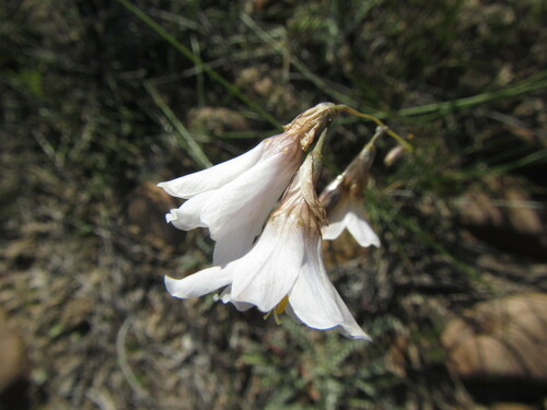 Image of Ixia capillaris by (c) douglaseustonbrown, some rights reserved (CC BY-SA)