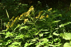 Senecio ovatus alpestris