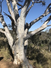 Eucalyptus rossii