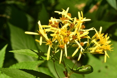 Senecio ovatus alpestris
