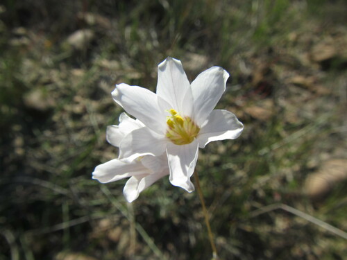 Image of Ixia capillaris by (c) douglaseustonbrown, some rights reserved (CC BY-SA)
