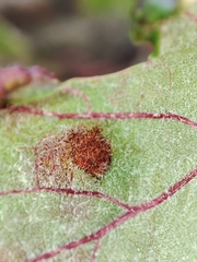 Colomerus vitis