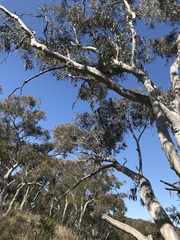 Eucalyptus rossii