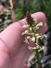 Stackhousia monogyna