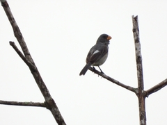 Sporophila intermedia