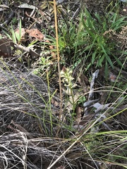 Stackhousia monogyna