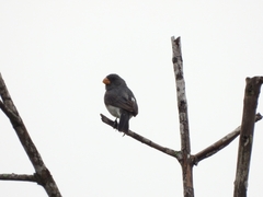 Sporophila intermedia