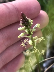 Stackhousia monogyna