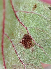 Colomerus vitis