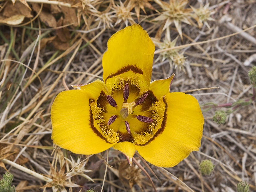 Calochortus clavatus var. recurvifolius