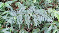 Alsophila spinulosa