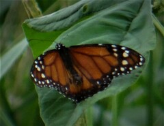 Danaus erippus