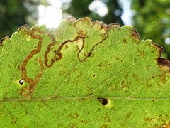 Stigmella lemniscella