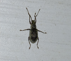 Cyrtepistomus castaneus