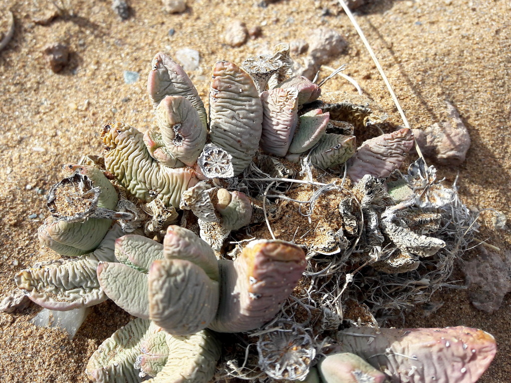 Juttadinteria albata (L.Bolus) L.Bolus 2