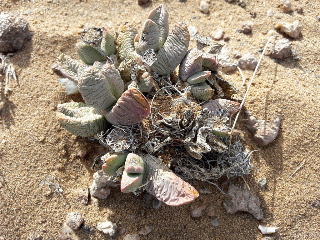 Juttadinteria albata (L.Bolus) L.Bolus 3