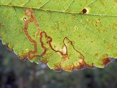 Stigmella lemniscella
