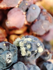 Botrytis cinerea