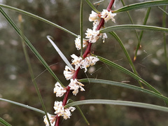Hakea ulicina