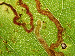 Stigmella lemniscella
