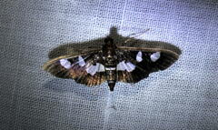 Desmia funeralis