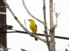 Icterus nigrogularis