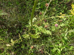 Pastinaca sativa