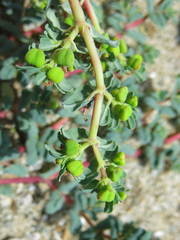 Euphorbia peplis