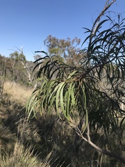 Acacia implexa