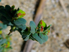 Euphorbia peplis