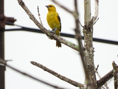 Icterus nigrogularis