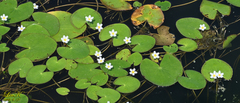 Nymphoides indica