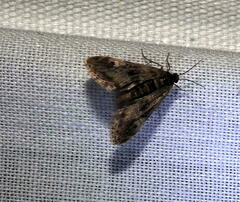 Elophila tinealis