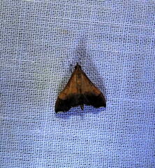 Pyrausta bicoloralis