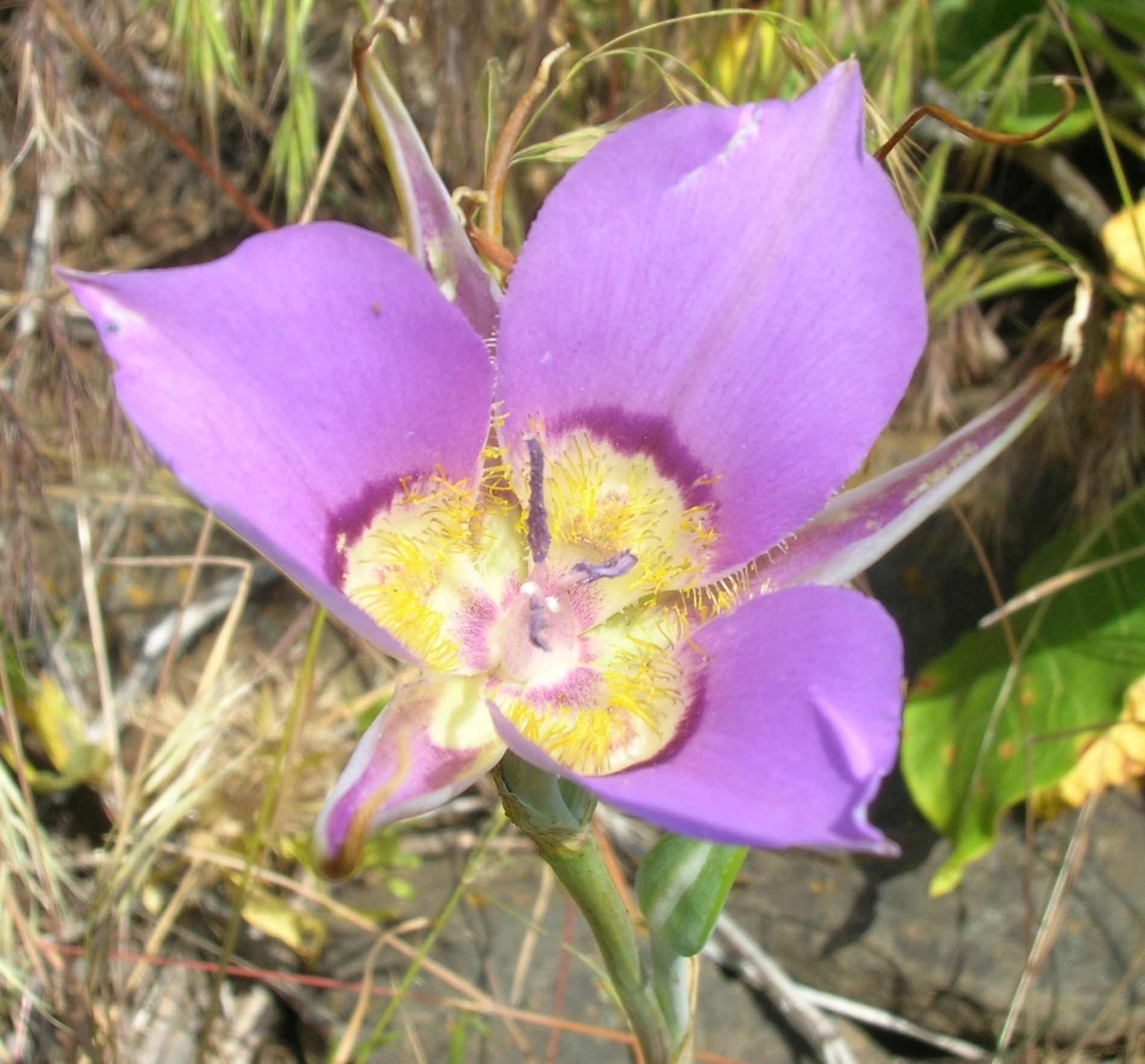 Calochortus macrocarpus var. macrocarpus