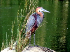 Ardea goliath