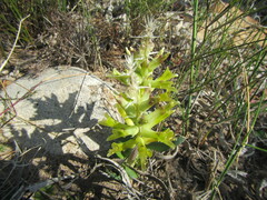 Lachenalia orchioides