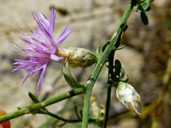Centaurea deusta