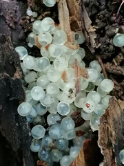 Helix pomatia