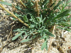 Centaurea deusta