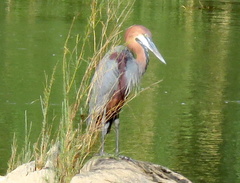 Ardea goliath