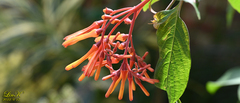 Hamelia patens